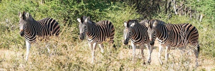African 4 Zebras