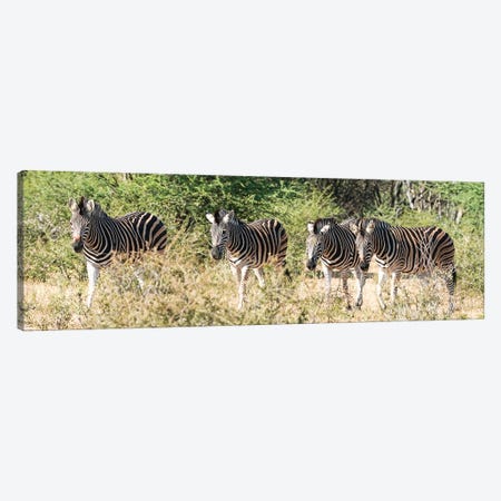 African 4 Zebras Canvas Print #RHT108} by Rhonda Thompson Canvas Art Print