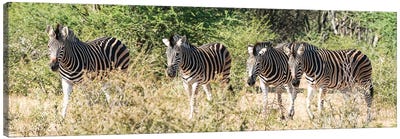 African 4 Zebras Canvas Art Print - Rhonda Thompson