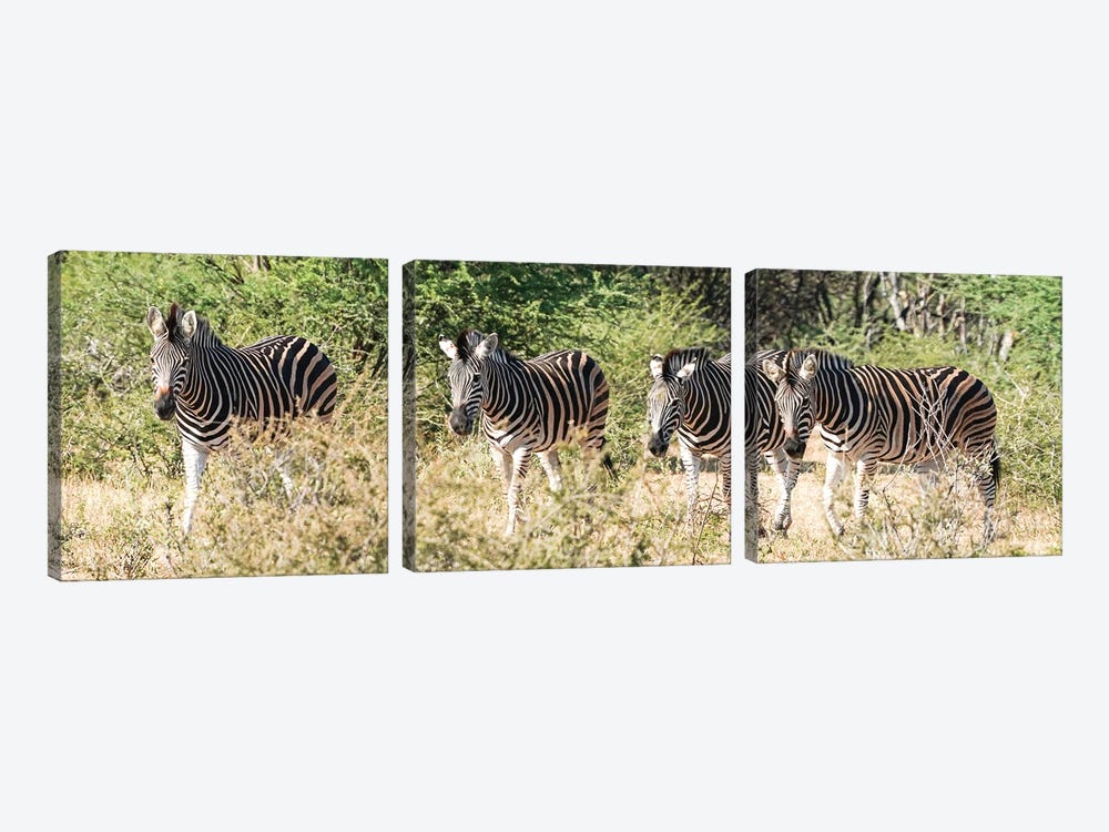 African 4 Zebras by Rhonda Thompson 3-piece Canvas Artwork