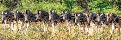Affrican Family Zebras by Rhonda Thompson multi panel art