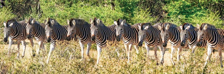 Affrican Family Zebras