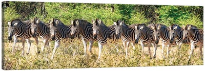 Affrican Family Zebras Canvas Art Print - Rhonda Thompson
