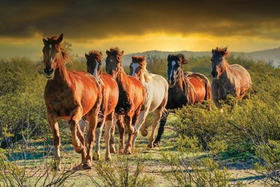 Follow The Leader by Rhonda Thompson art print