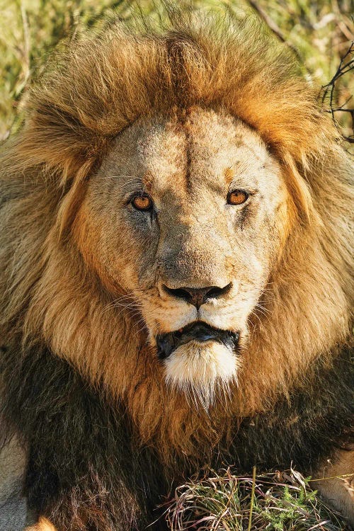 African Aging King