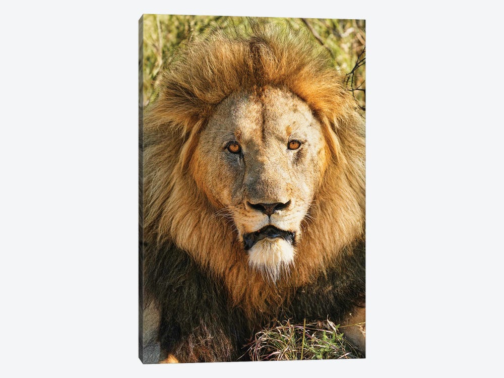 African Aging King by Rhonda Thompson 1-piece Canvas Print