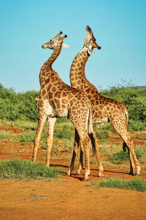 African Bull Giraffes Fighting