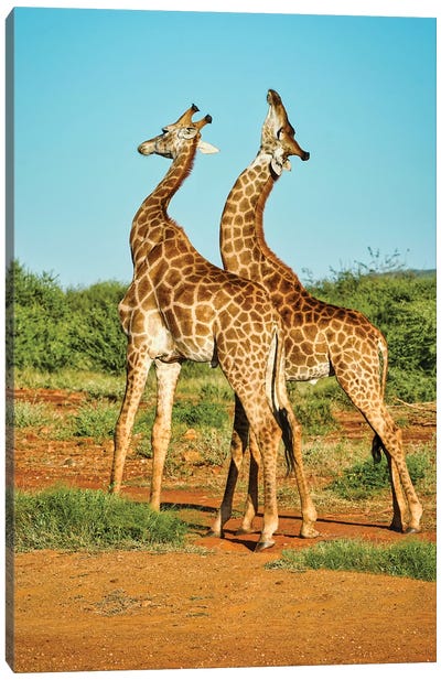 African Bull Giraffes Fighting Canvas Art Print - Rhonda Thompson