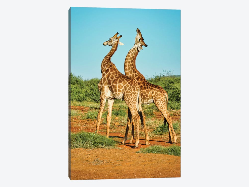 African Bull Giraffes Fighting by Rhonda Thompson 1-piece Canvas Art Print