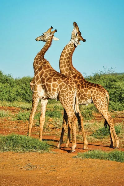 African Bull Giraffes Fighting