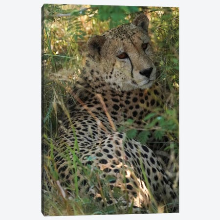 African Cheetah Canvas Print #RHT114} by Rhonda Thompson Canvas Art Print