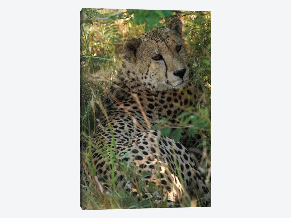 African Cheetah by Rhonda Thompson 1-piece Art Print
