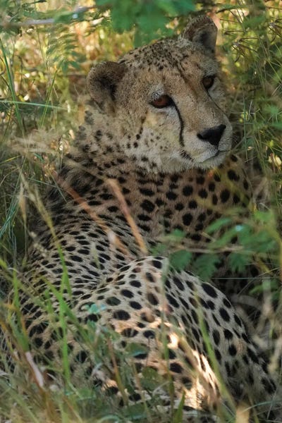 Africa: African Cheetah by Rhonda Thompson