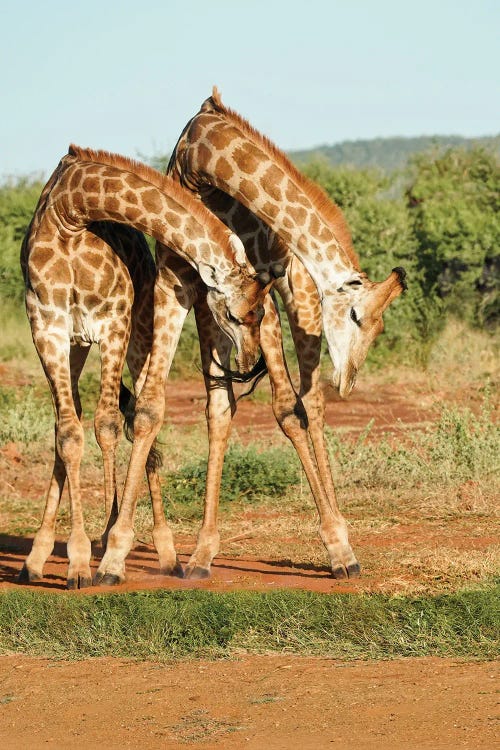 African Dancing Giraffes
