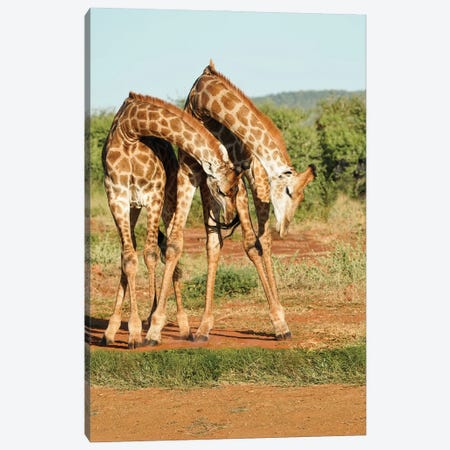 African Dancing Giraffes Canvas Print #RHT115} by Rhonda Thompson Art Print
