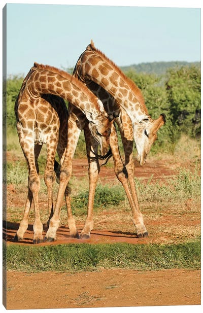 African Dancing Giraffes Canvas Art Print - Rhonda Thompson
