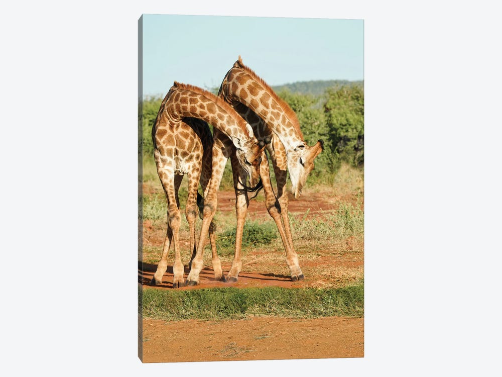 African Dancing Giraffes by Rhonda Thompson 1-piece Canvas Artwork