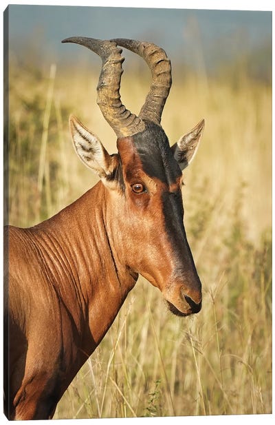 African Eland Canvas Art Print - Antelope Art