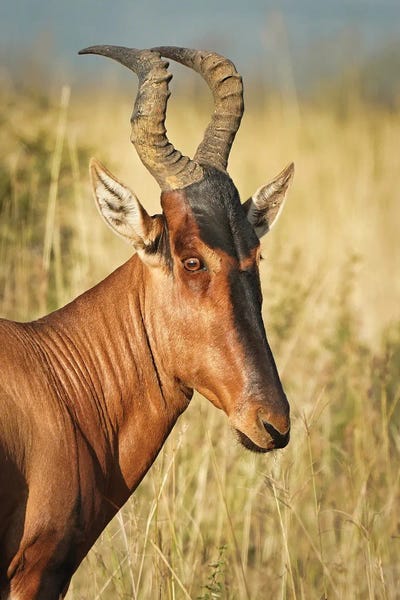 Grasses: African Eland by Rhonda Thompson