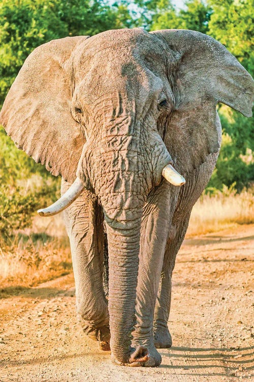 African Elephant True King by Rhonda Thompson wall art