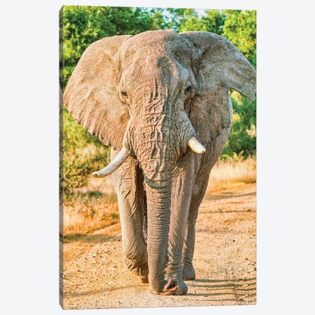 African Elephant True King Canvas Print #RHT119} by Rhonda Thompson Canvas Art