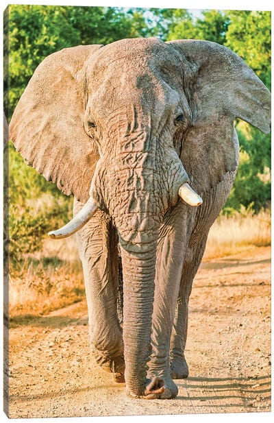 African Elephant True King Canvas Art Print - Rhonda Thompson