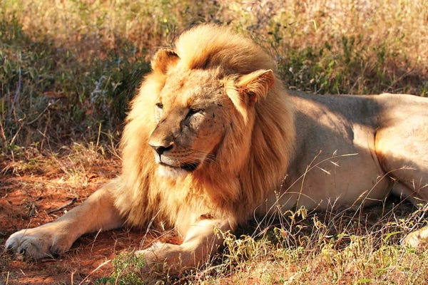 Grasses: African King by Rhonda Thompson