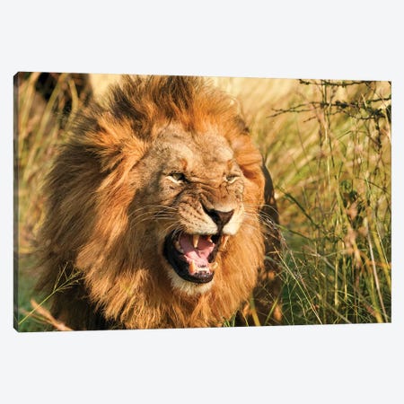 African Lion II Canvas Print #RHT121} by Rhonda Thompson Canvas Print