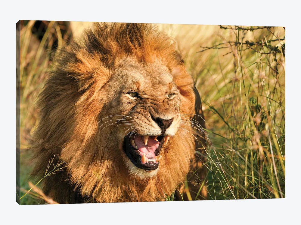 African Lion II by Rhonda Thompson 1-piece Art Print