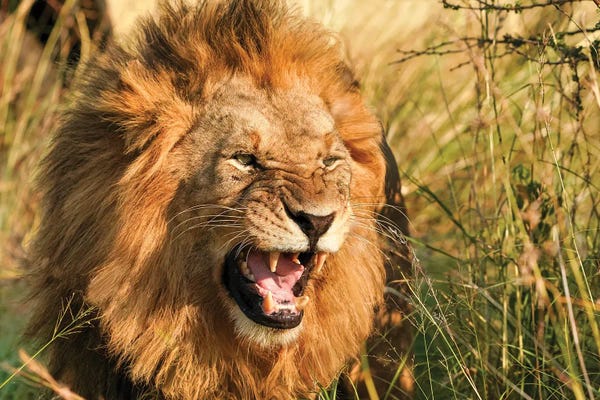 Grasses: African Lion II by Rhonda Thompson