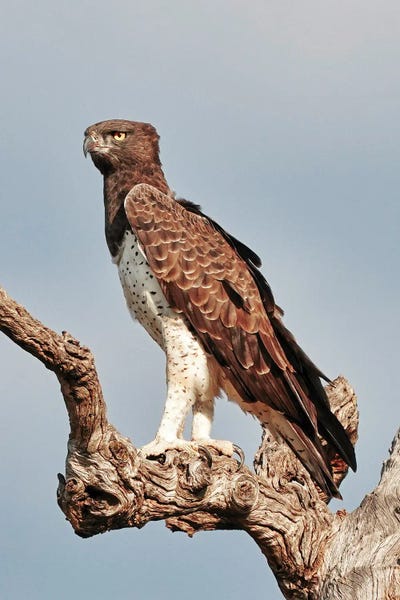 Rhonda Thompson: African Martial Eagle by Rhonda Thompson
