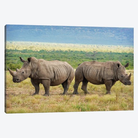 African Rhinoceros double Canvas Print #RHT123} by Rhonda Thompson Canvas Art Print