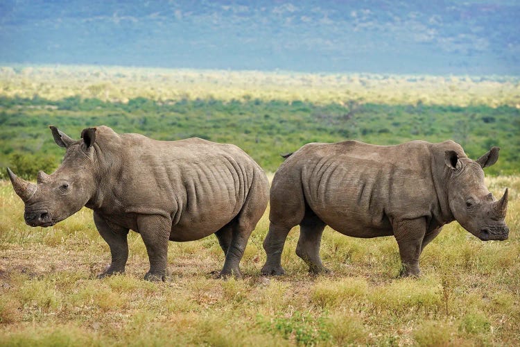 African Rhinoceros double by Rhonda Thompson wall art
