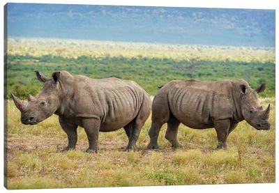 African Rhinoceros double Canvas Art Print - Rhinoceros Art