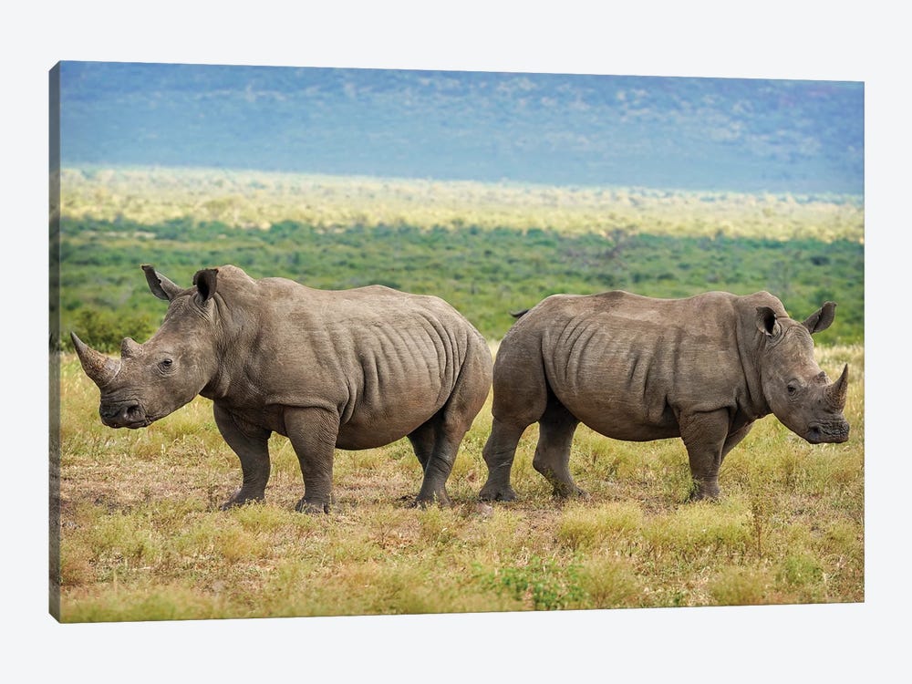 African Rhinoceros double by Rhonda Thompson 1-piece Canvas Art Print