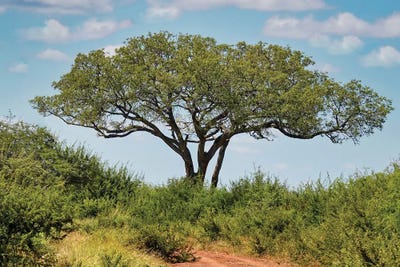 African View by Rhonda Thompson canvas print