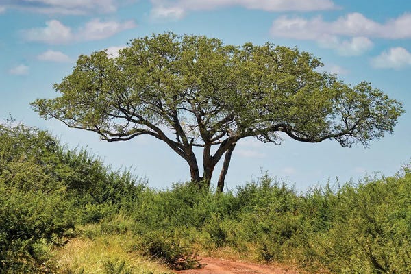 Rhonda Thompson: African View by Rhonda Thompson