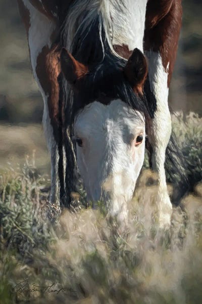 Rhonda Thompson: SWB Bald Basin II by Rhonda Thompson