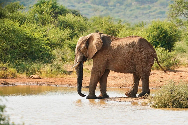 African Elephant