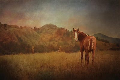Full Sized Little Pony by Rhonda Thompson art print