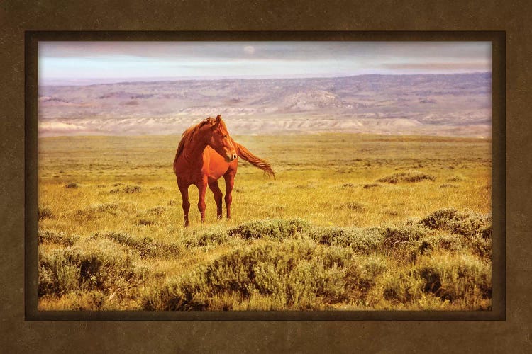 On The Look Out! by Rhonda Thompson wall art