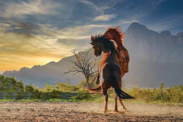 Rhonda Thompson: Playful Stallions by Rhonda Thompson