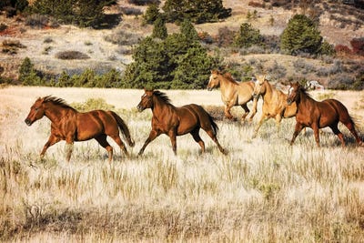 Running Horses by Rhonda Thompson art print