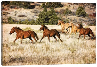 Running Horses Canvas Art Print - Rhonda Thompson