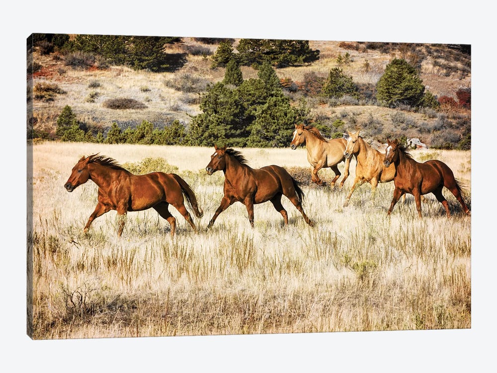Running Horses Canvas Art Print by Rhonda Thompson | iCanvas