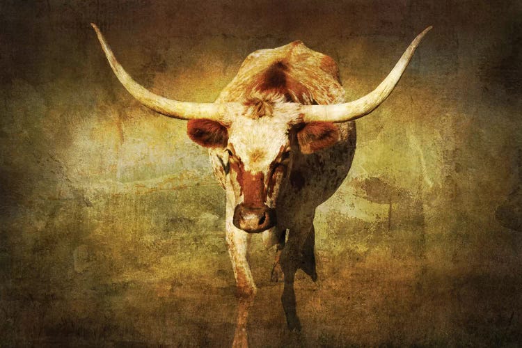 Steer 1 by Rhonda Thompson wall art