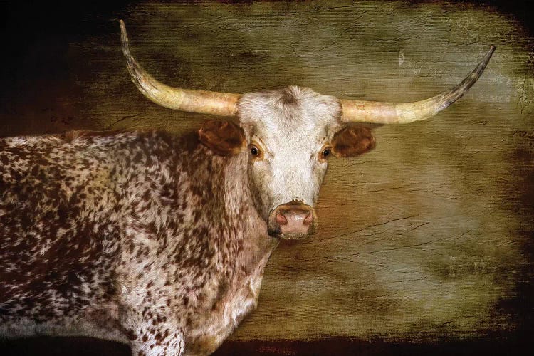 Steer 2 by Rhonda Thompson wall art