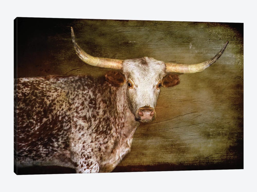 Steer 2 by Rhonda Thompson 1-piece Canvas Wall Art