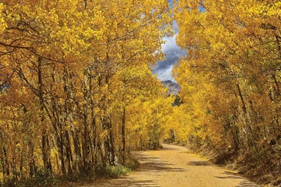 Aspen by Rhonda Thompson art print