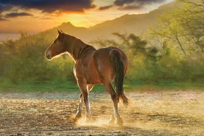 Sunset Pony by Rhonda Thompson art print